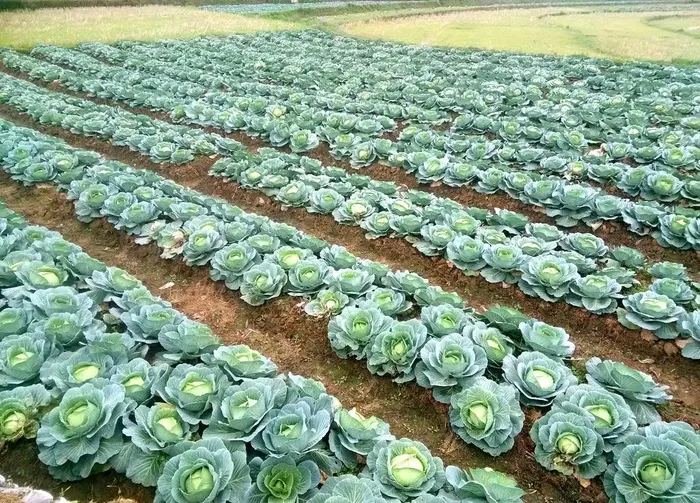 卷心菜图片