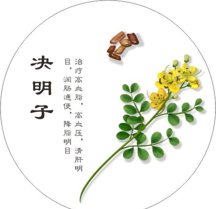 决明子图片cdr矢量模版下载