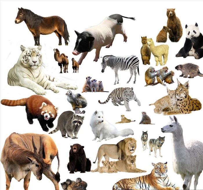 动物合集图片