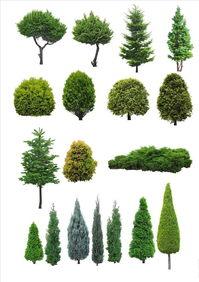 小树图片(9555x12908)psd模版下载