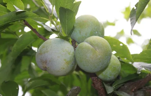 三华李图片 三华李图片