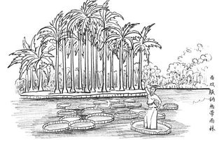 西双版纳热带雨林图片