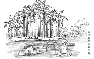 西双版纳热带雨林图片