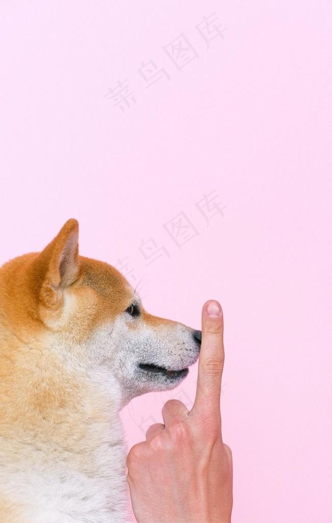 狗狗图片