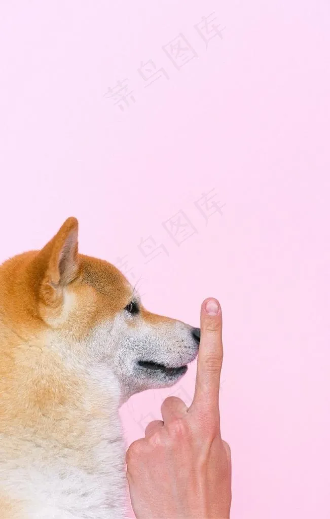 狗狗图片