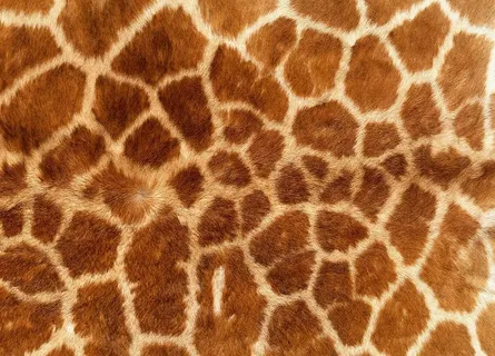 动物皮毛           图片