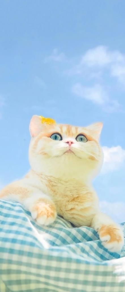 手机壁纸图片
