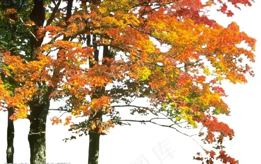 枫树图片