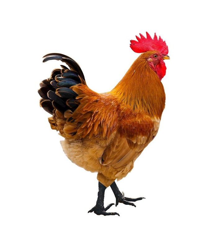 公鸡图片