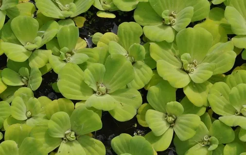 水芙蓉图片 水芙蓉图片