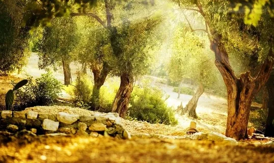 阳光 树林图片 阳光 树林图片