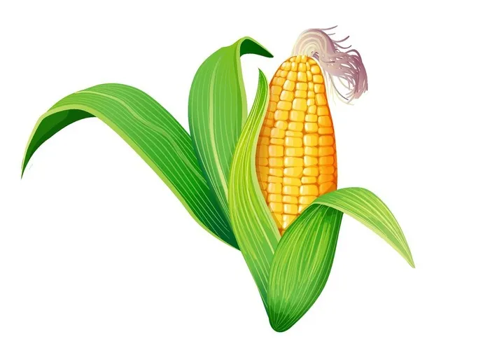 手绘玉米图片ai矢量模版下载