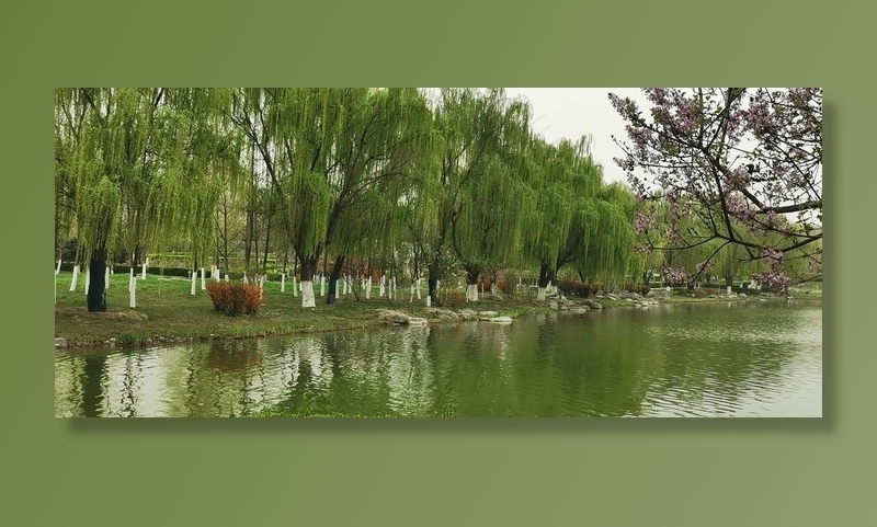 园林花树图片