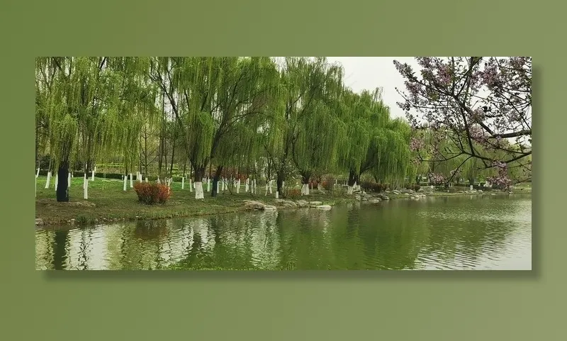 园林花树图片