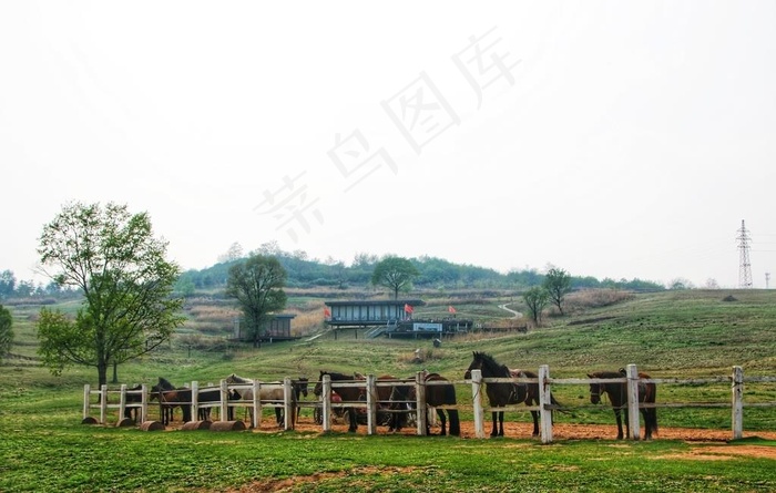 照金牧场图片