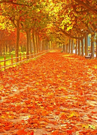 枫叶枫树枫林深秋图片背景