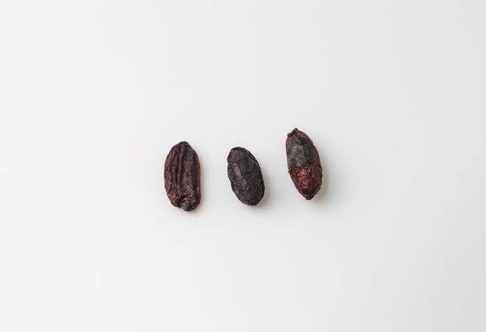 山茱萸图片