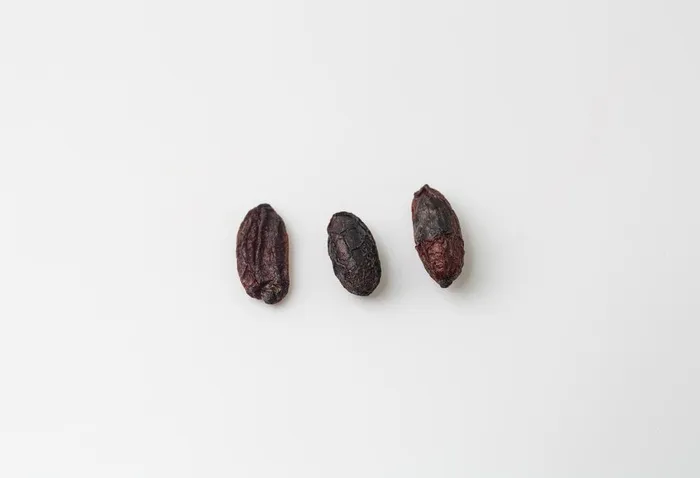 山茱萸图片