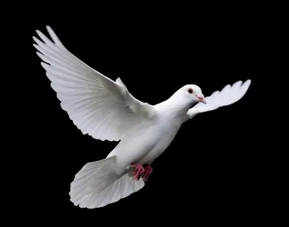 鸽子图片 鸽子图片