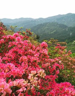 武汉云雾山杜鹃图片