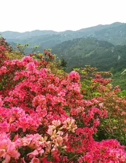 武汉云雾山杜鹃图片 武汉云雾山杜鹃图片