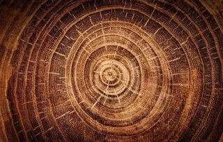 年轮图片