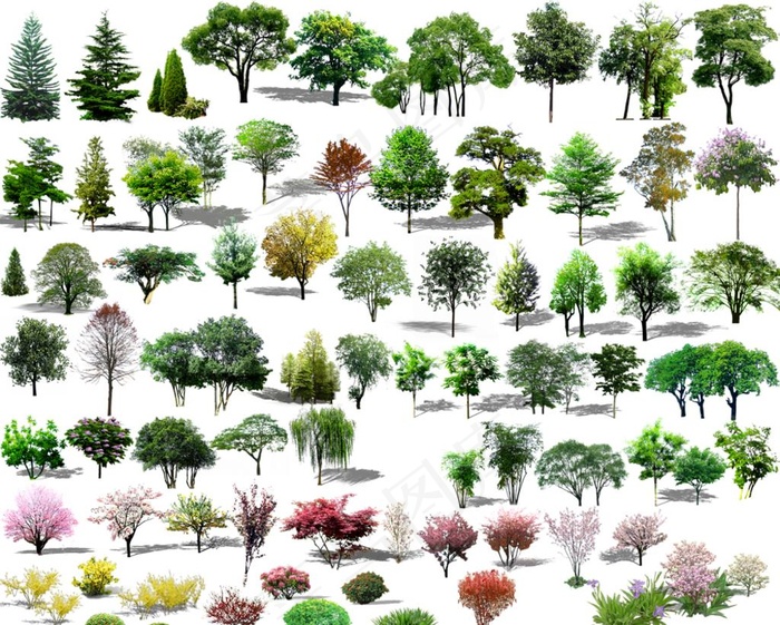 植物 树图片(1000x833)psd模版下载