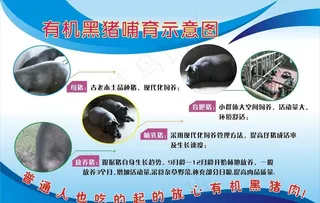 有机黑猪哺育示意图图片