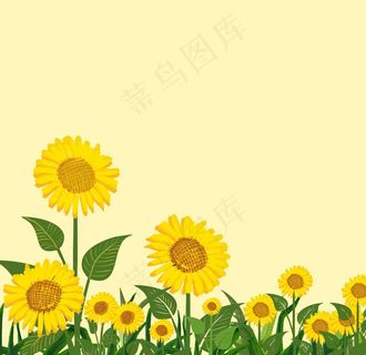 向日葵图片 向日葵图片