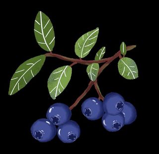 蓝莓插画图片