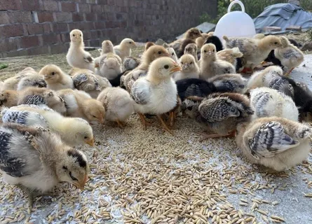 小鸡图片 小鸡图片