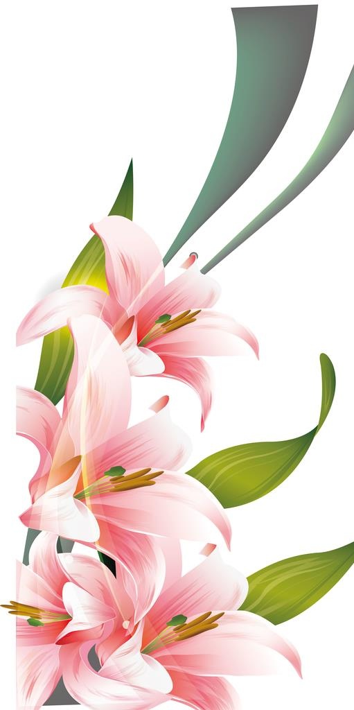 百合花图片