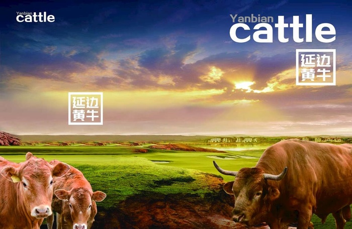 延边黄牛图片