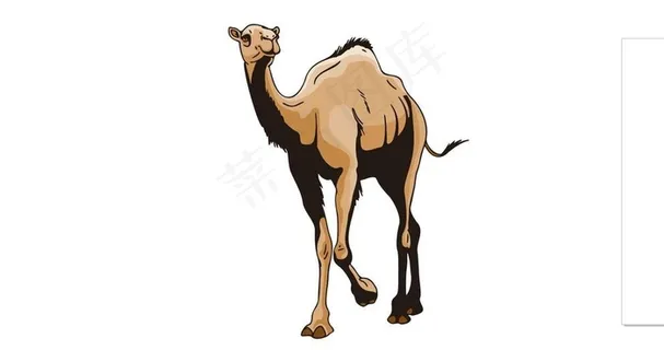 骆驼 矢量图片