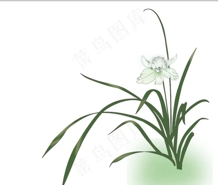 兰花矢量图片ai矢量模版下载