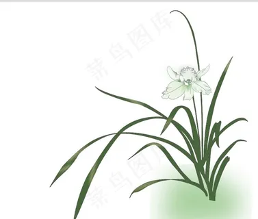 兰花矢量图片 兰花矢量图片