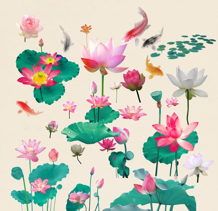 荷花素材图片