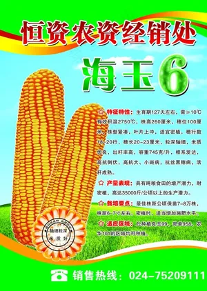 玉米种业海报图片