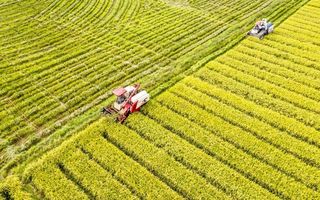 金灿灿的稻田图片