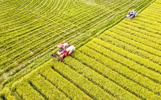 金灿灿的稻田图片