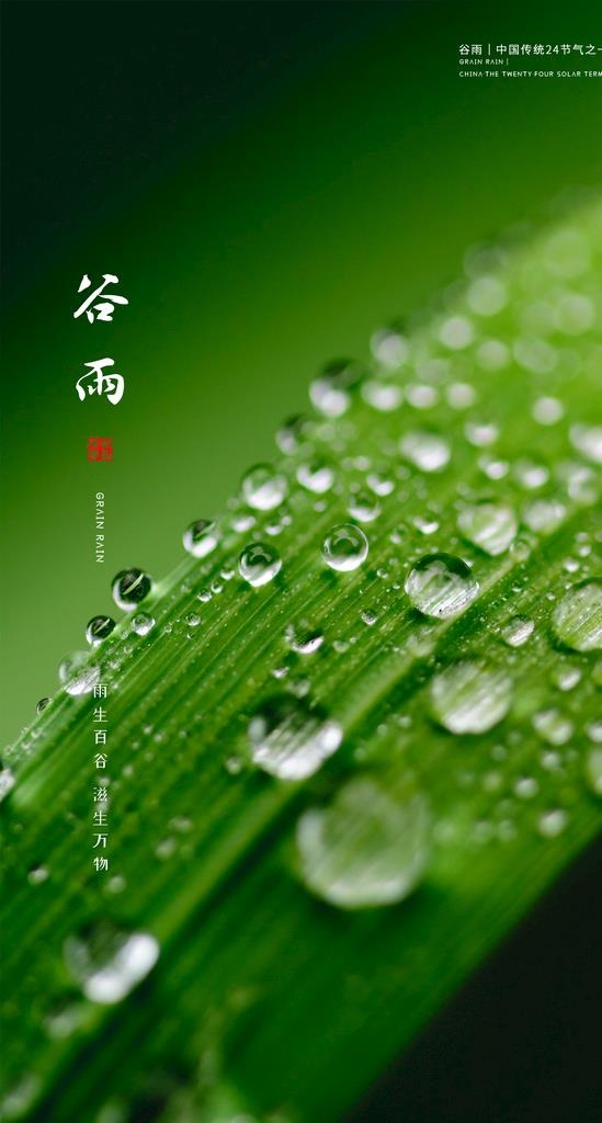 谷雨海报图片(1930x3400)psd模版下载