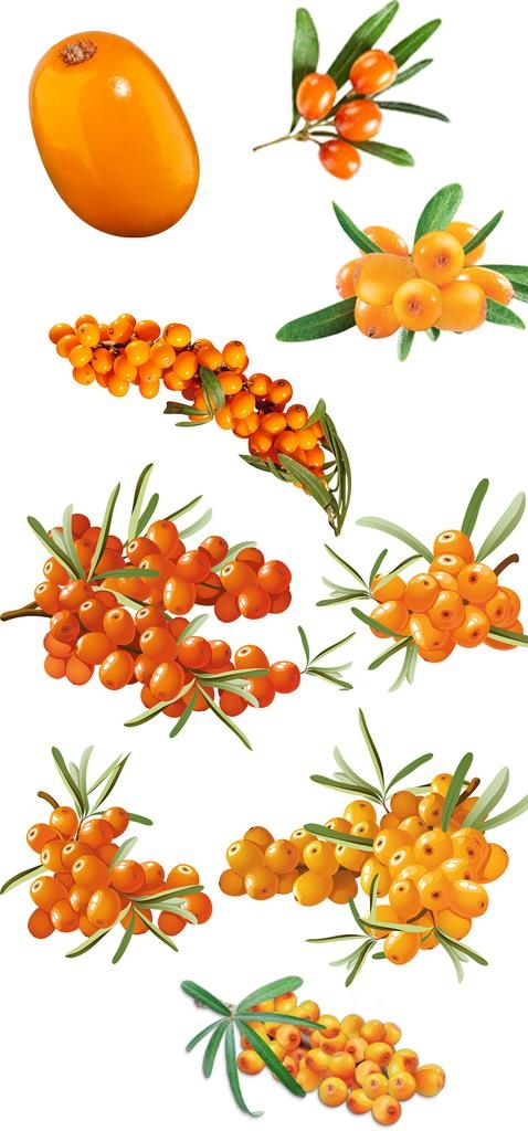高清免扣沙棘果素材图片