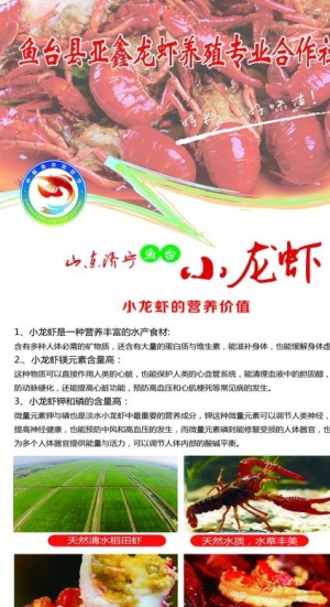 鱼台小龙虾图片