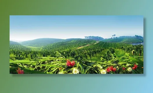 火龙果果园图片