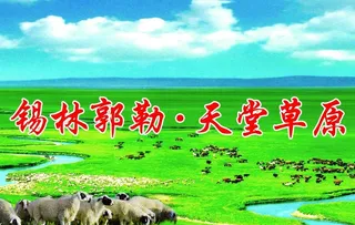 草原  九曲湾  锡盟羊图片