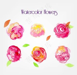 玫瑰水彩图片