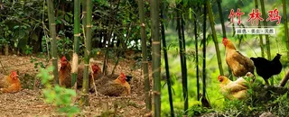竹林土鸡图片