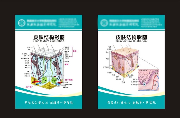 腋臭挂图图片cdr矢量模版下载