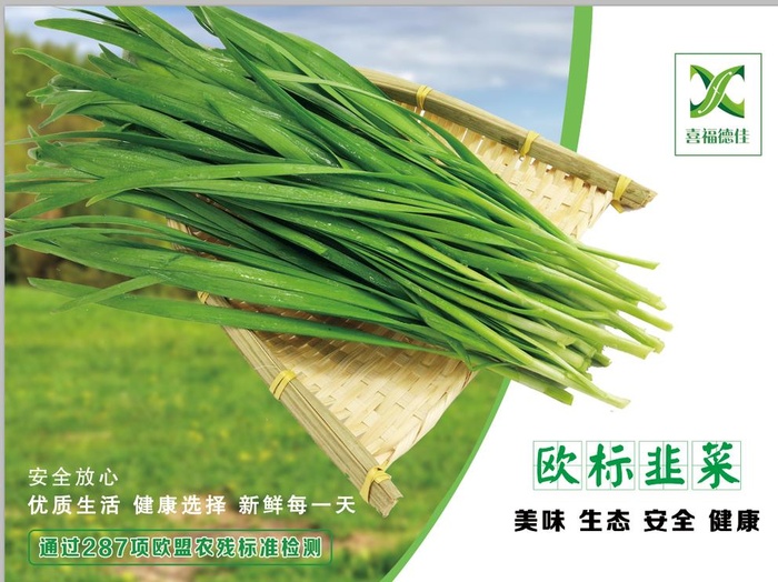新鲜韭菜图片(4724x3543)psd模版下载