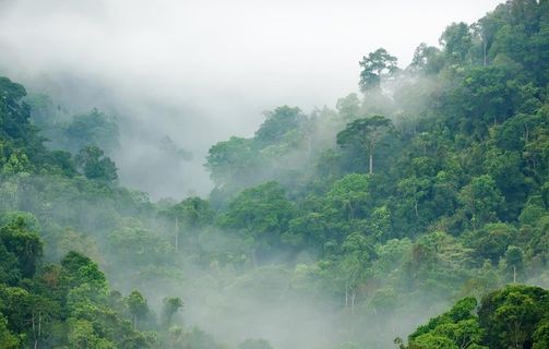 雨林的晨雾图片